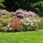 Opere di giardineria impresa edile